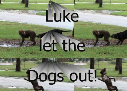 Luke let the dogs out