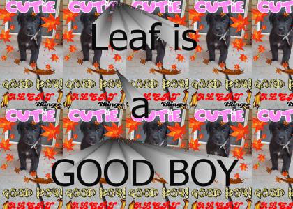 Leaf is a Good Boy