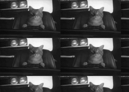 Drive cat