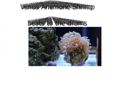 Venus Anemone Shrimp beat to the drums