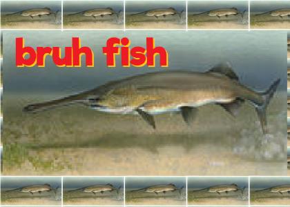 bruhfish