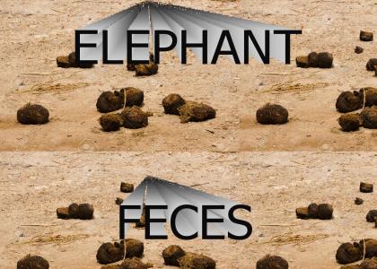 elephant feces