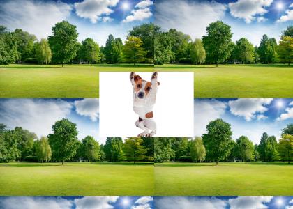 Take the DAMN Dog OUT Take the DAMN Dog OUT