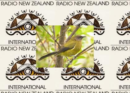 The Bellbird of Radio New Zealand International
