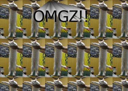 LONGCAT IS TALLER THAN TALLEST PERSON IN RECORD