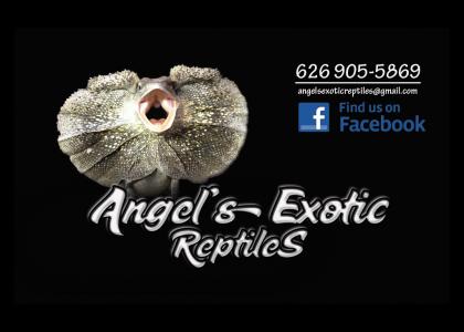 Like Angels Exotic Reptiles