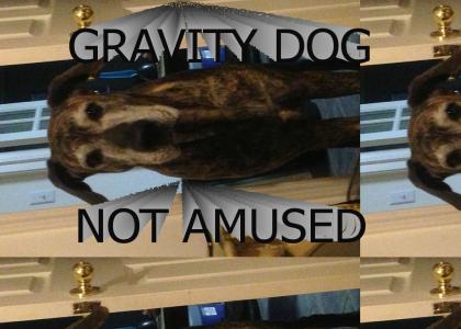 GRAVITY DOG NOT AMUSED