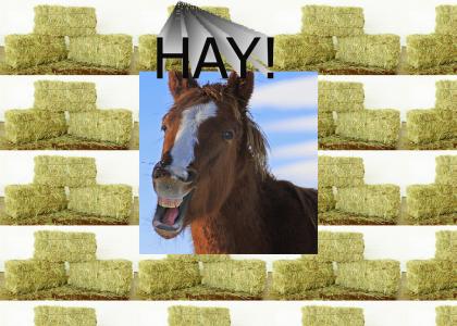 HAY