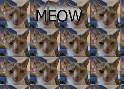 cammy cat cammy cat