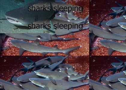 Sharks sleeping