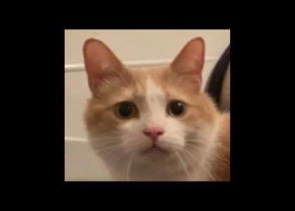 traumacat traumacat