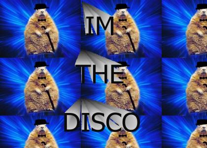 disco hamster