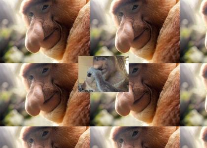 Proboscis Monkey