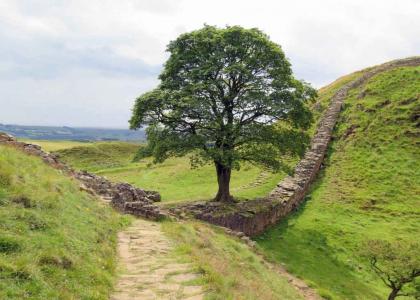 YTMNTree: The Sycamore Gap tree is dead