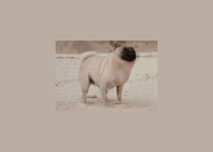 Pug Drill