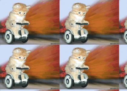 Kitty on segway Kitty on segway