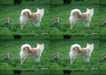 the quick brown fox jumps over the lazy dog