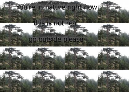 cedartree cedartree