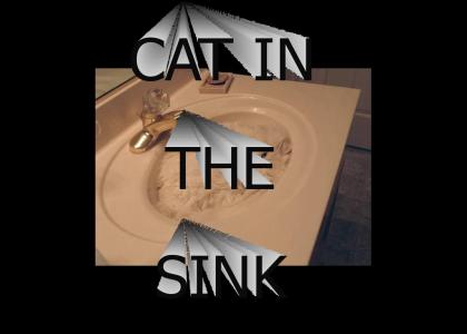 Cat In the Sink 2020