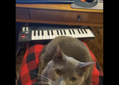 Cat On A Keyboard In Lap