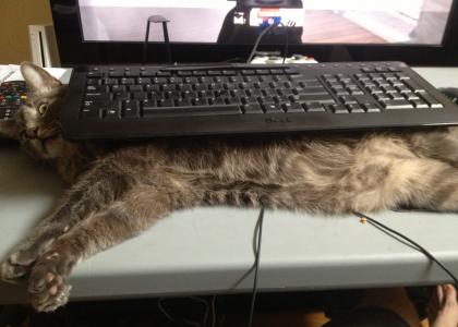 keyboard cat keyboard cat