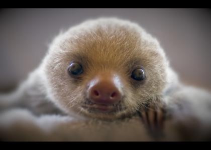 Baby sloth stares into your soul... and pierces it