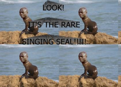 IT'S THE RARE SINGING SEAL